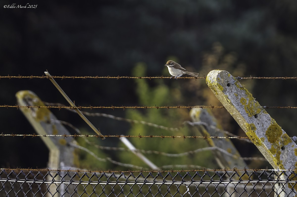 Brown Shrike - ML645591526