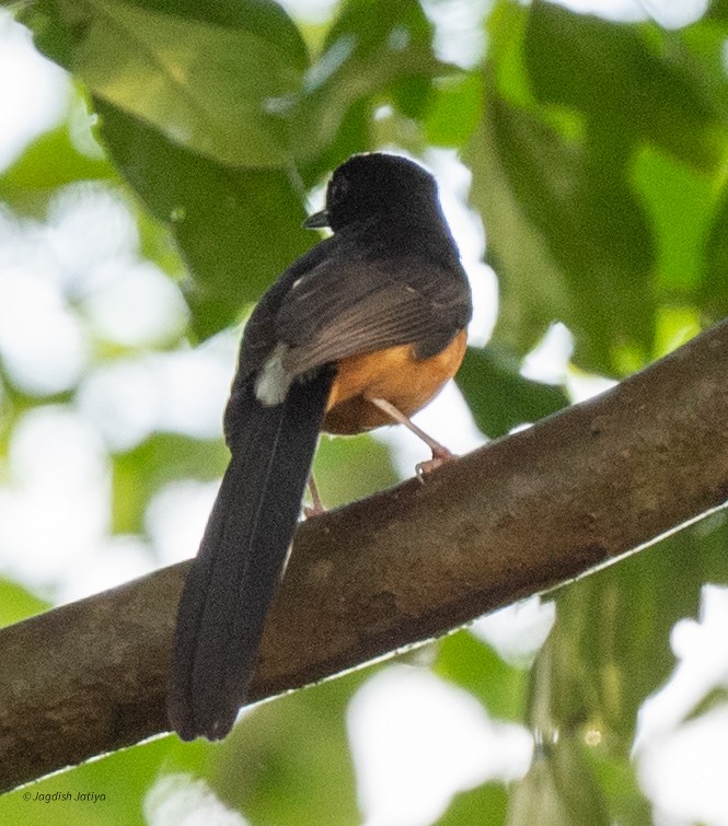 Shama de Ceylan - ML645591528