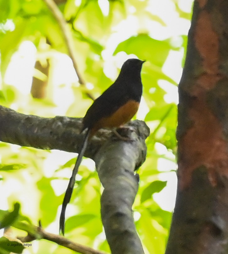 Shama de Ceylan - ML645591529