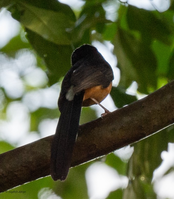 Shama de Ceylan - ML645591530