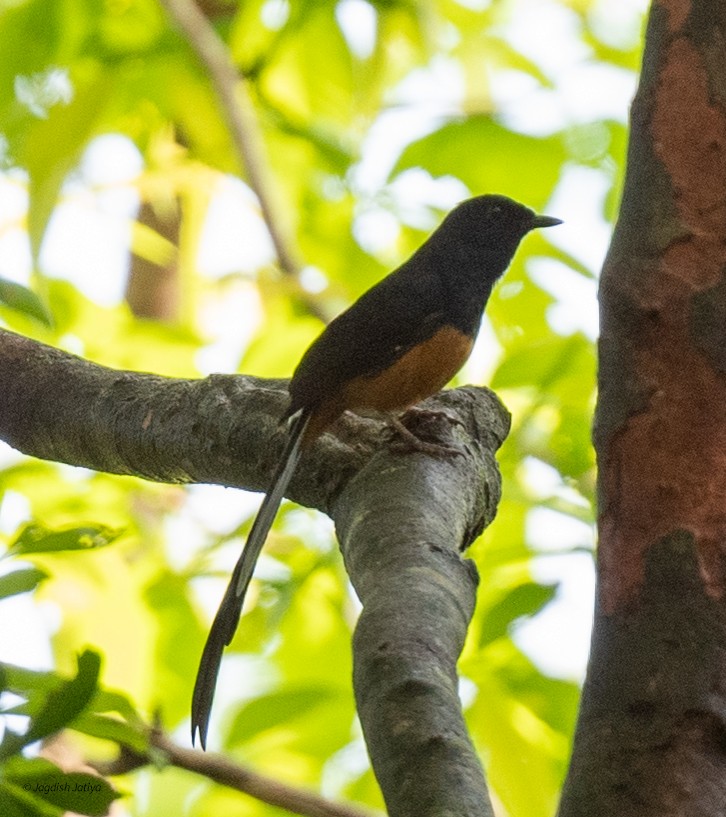 Shama de Ceylan - ML645591531