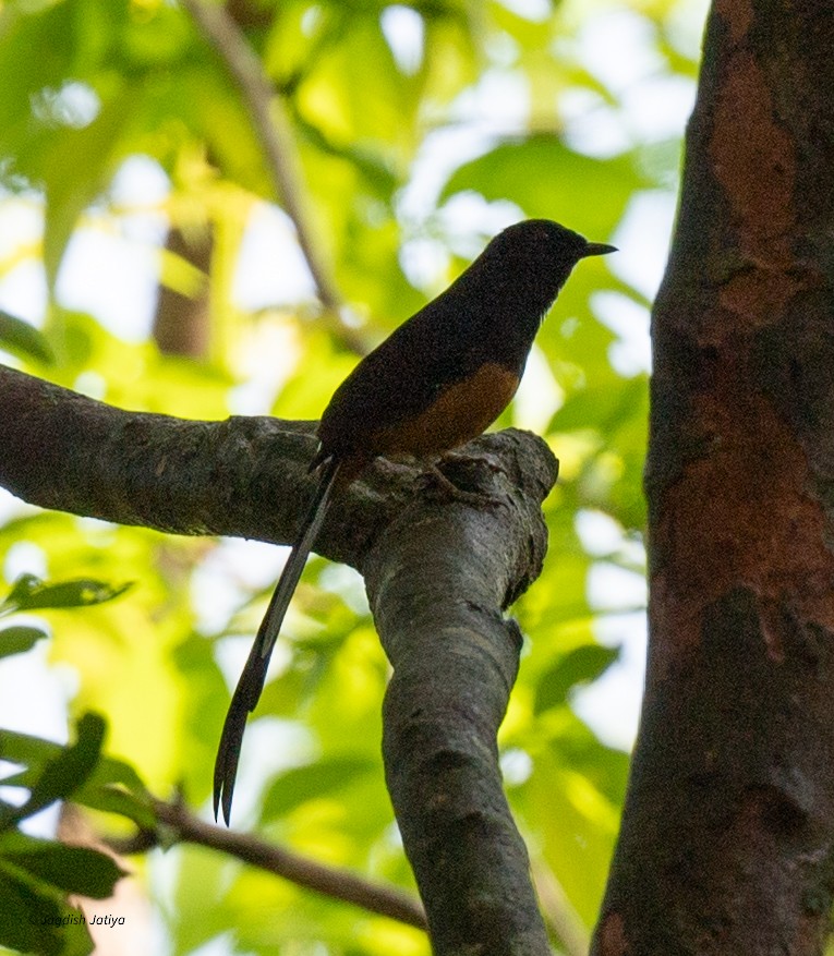 Shama de Ceylan - ML645591532