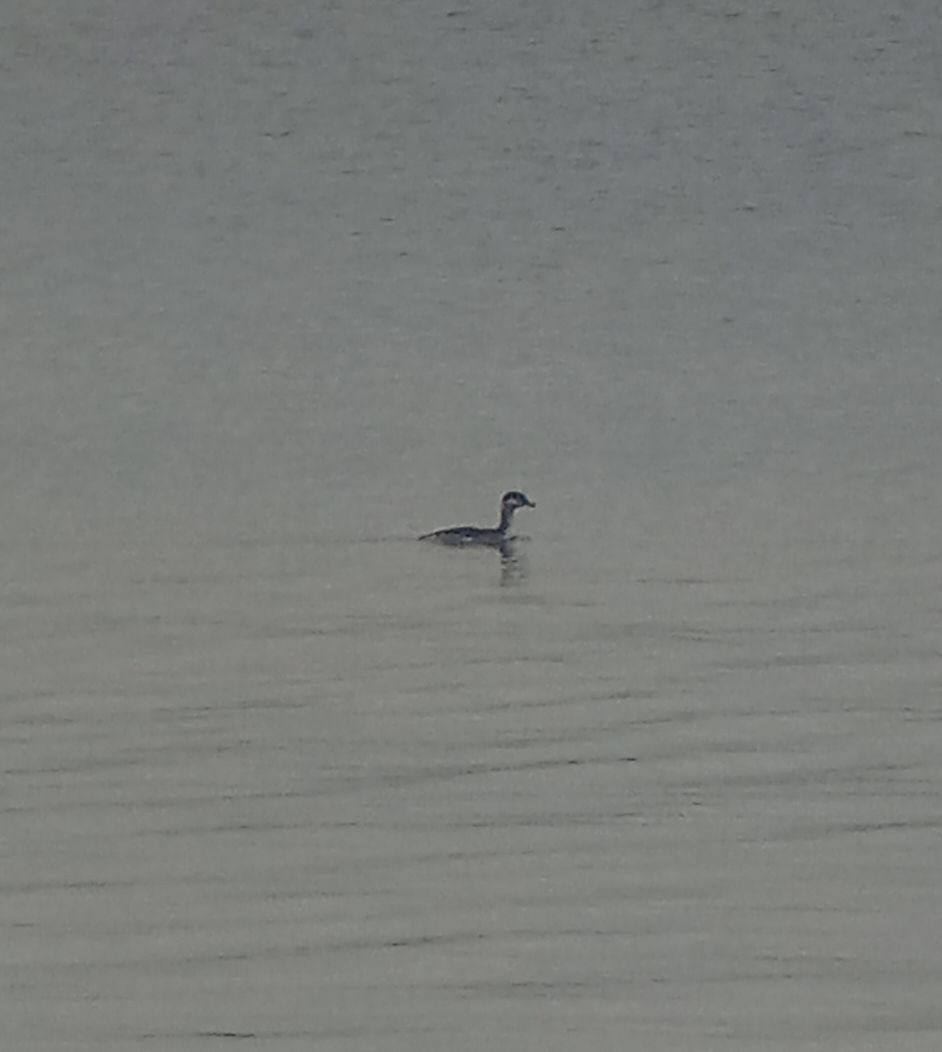 Horned Grebe - ML645591539