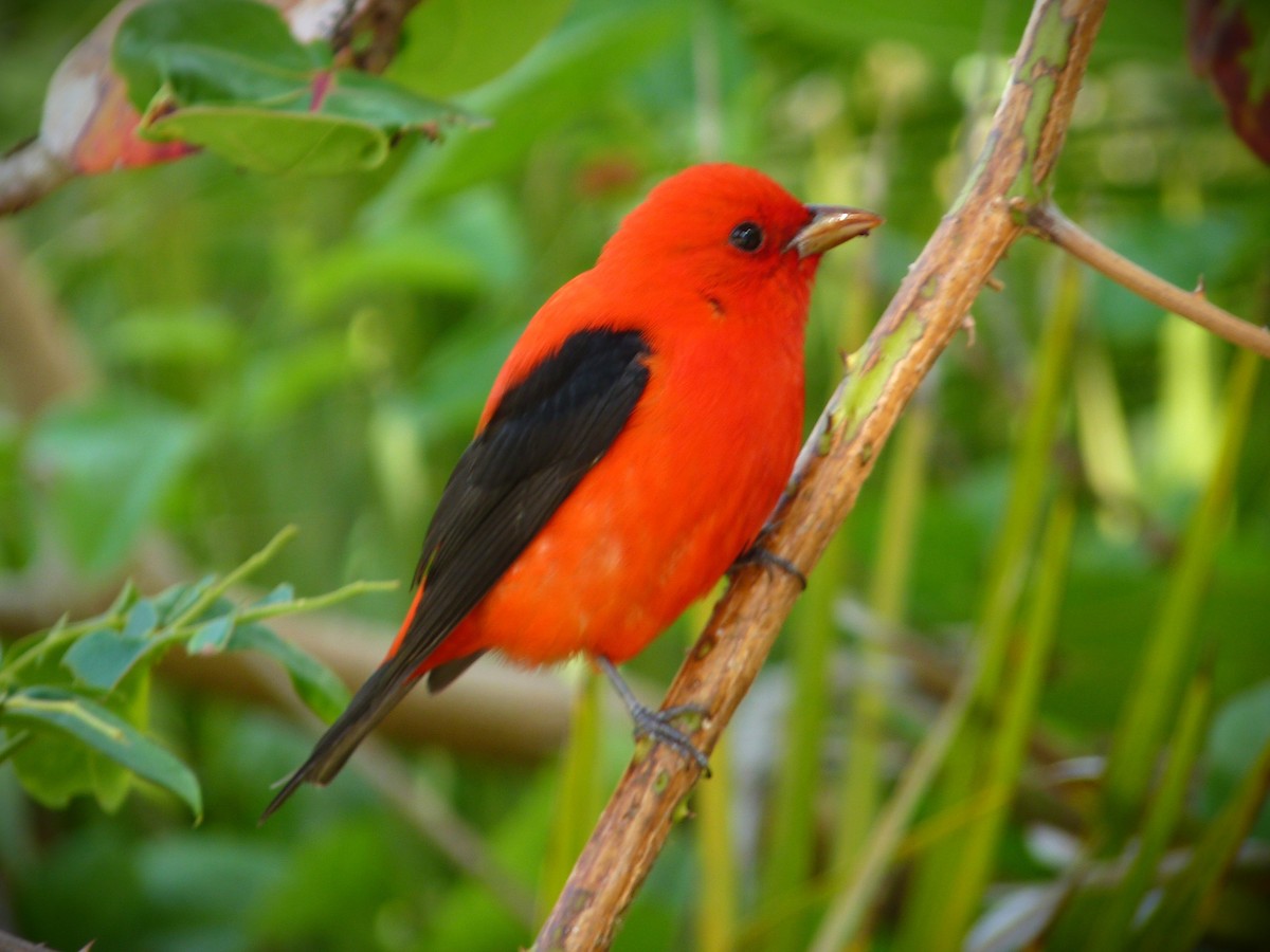 Scarlet Tanager - ML645591547