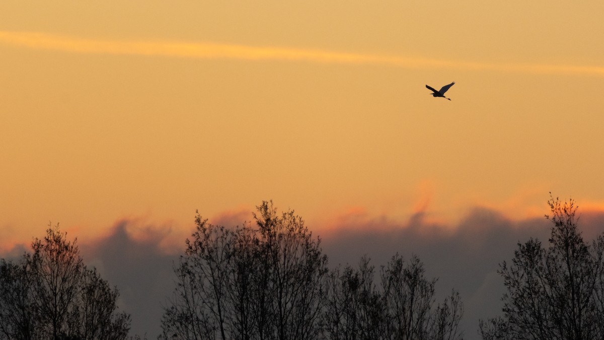 Great Egret - ML645591549