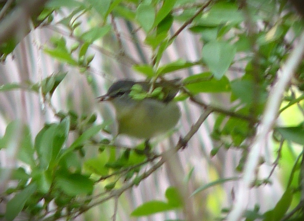 Червоїд світлобровий - ML645591552