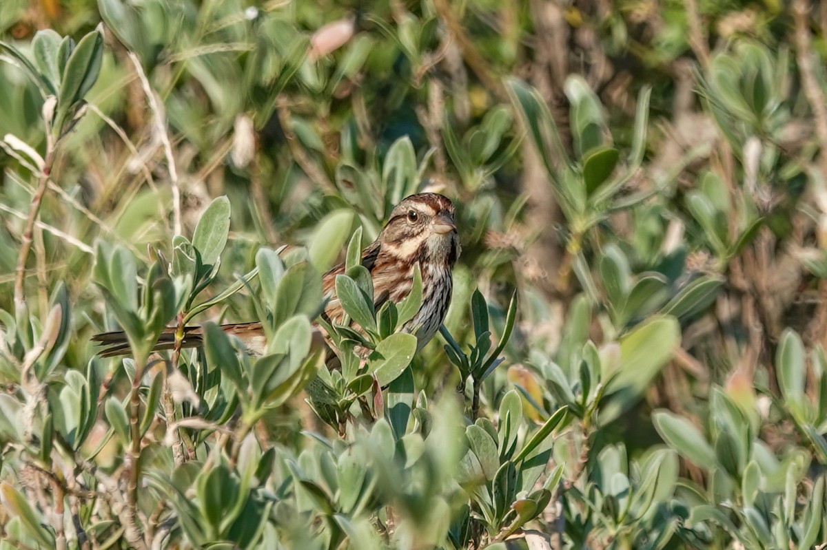 Song Sparrow - ML645591573
