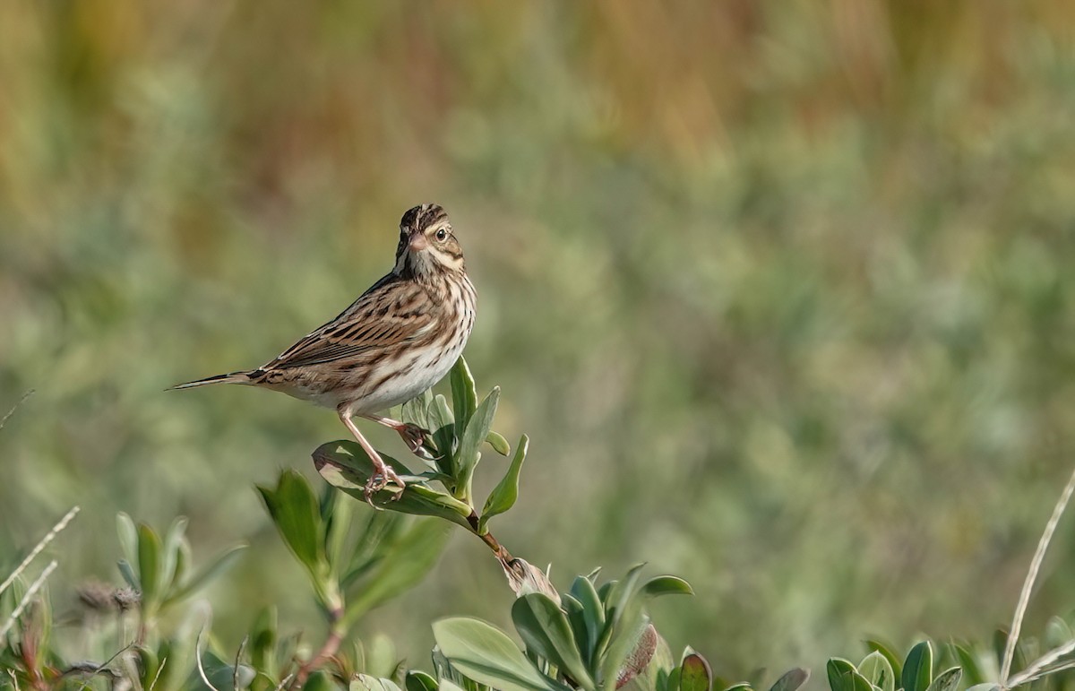Savannah Sparrow - ML645591575