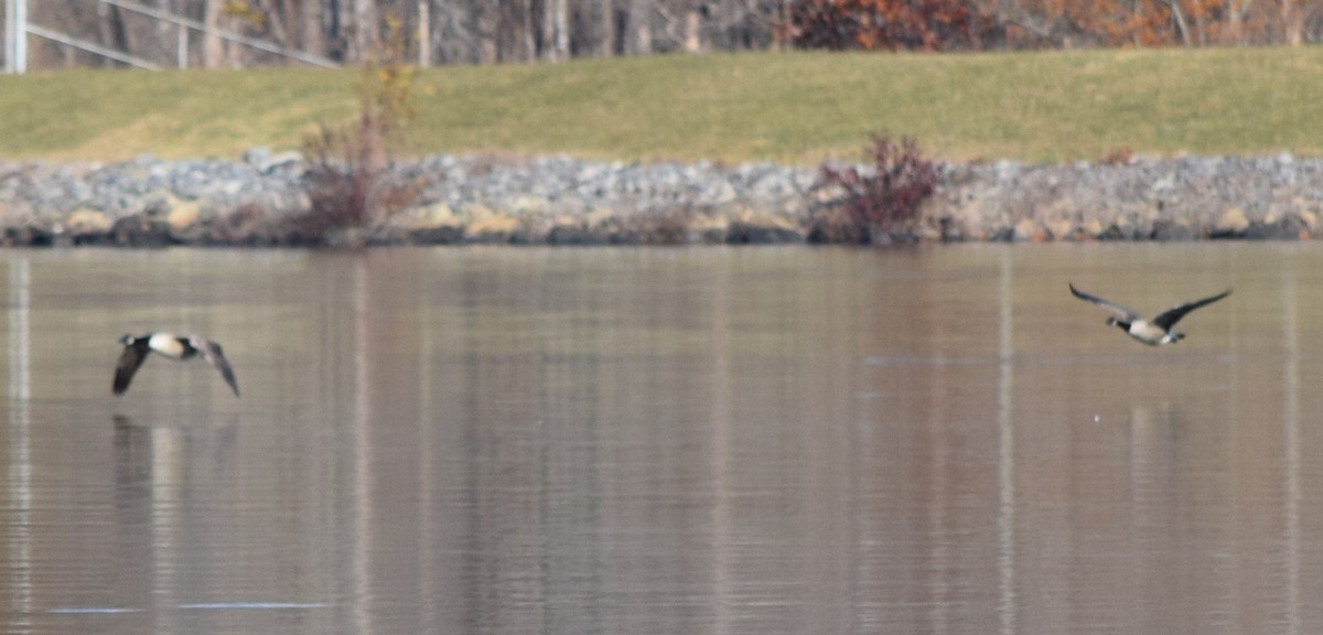 Branta kanadar handia - ML645591579