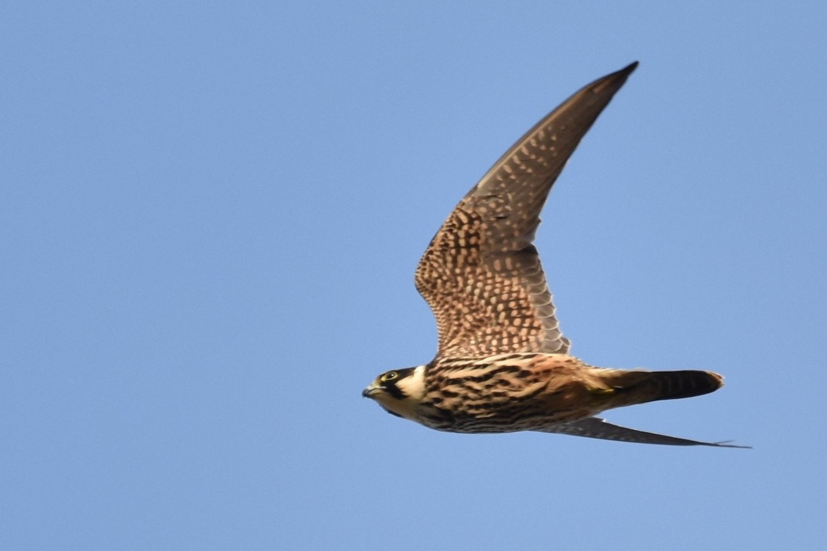 Eurasian Hobby - ML645591581