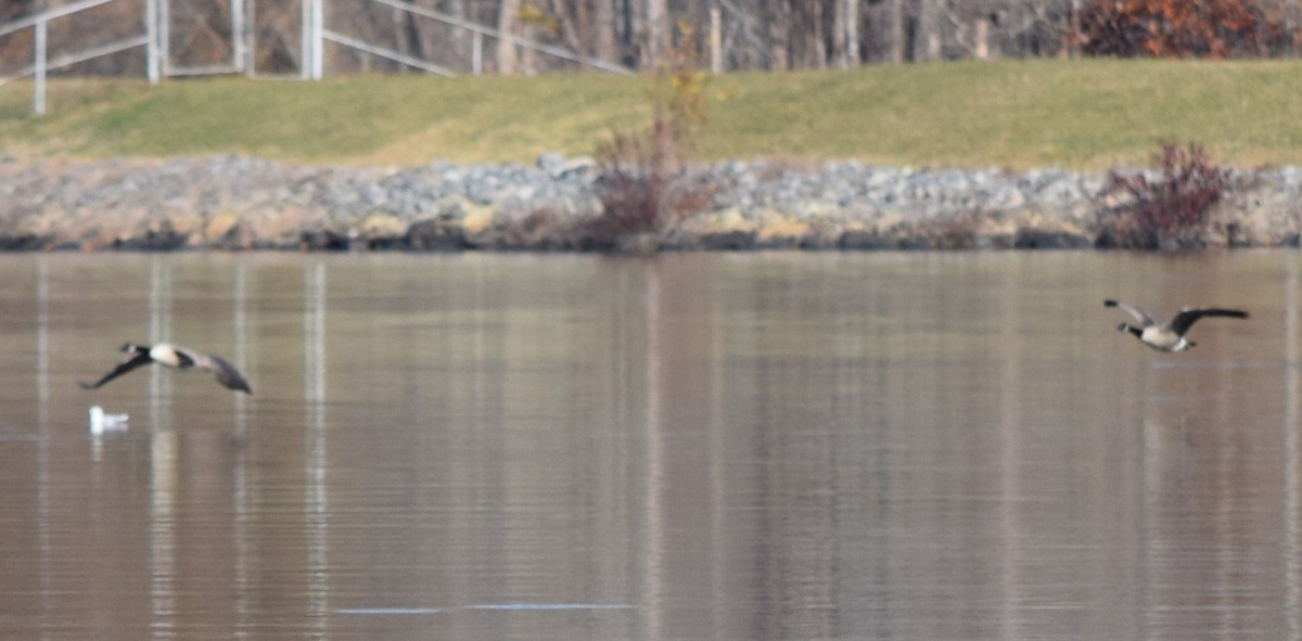 Branta kanadar handia - ML645591582