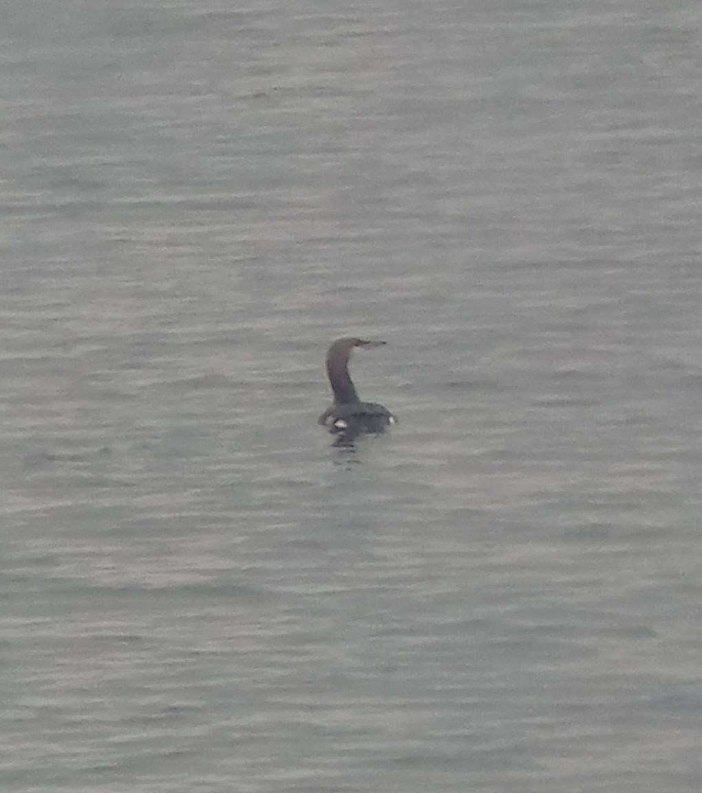 Arctic Loon - ML645591583