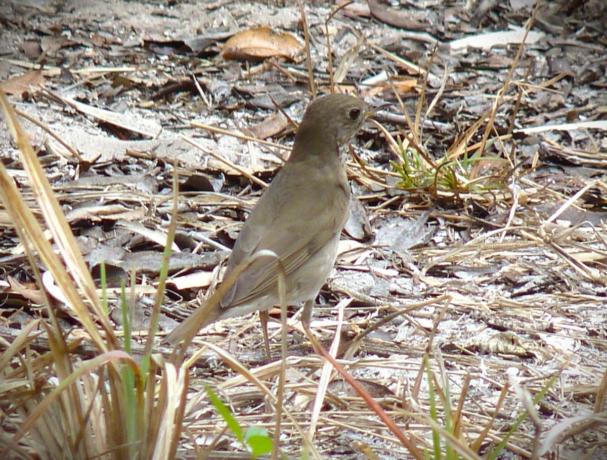 Grauwangen-Musendrossel - ML645591586