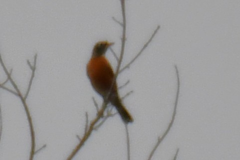 Странствующий дрозд - ML645591595