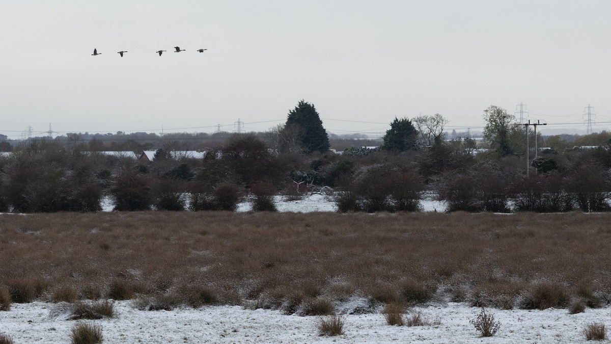 Branta kanadar handia - ML645591601