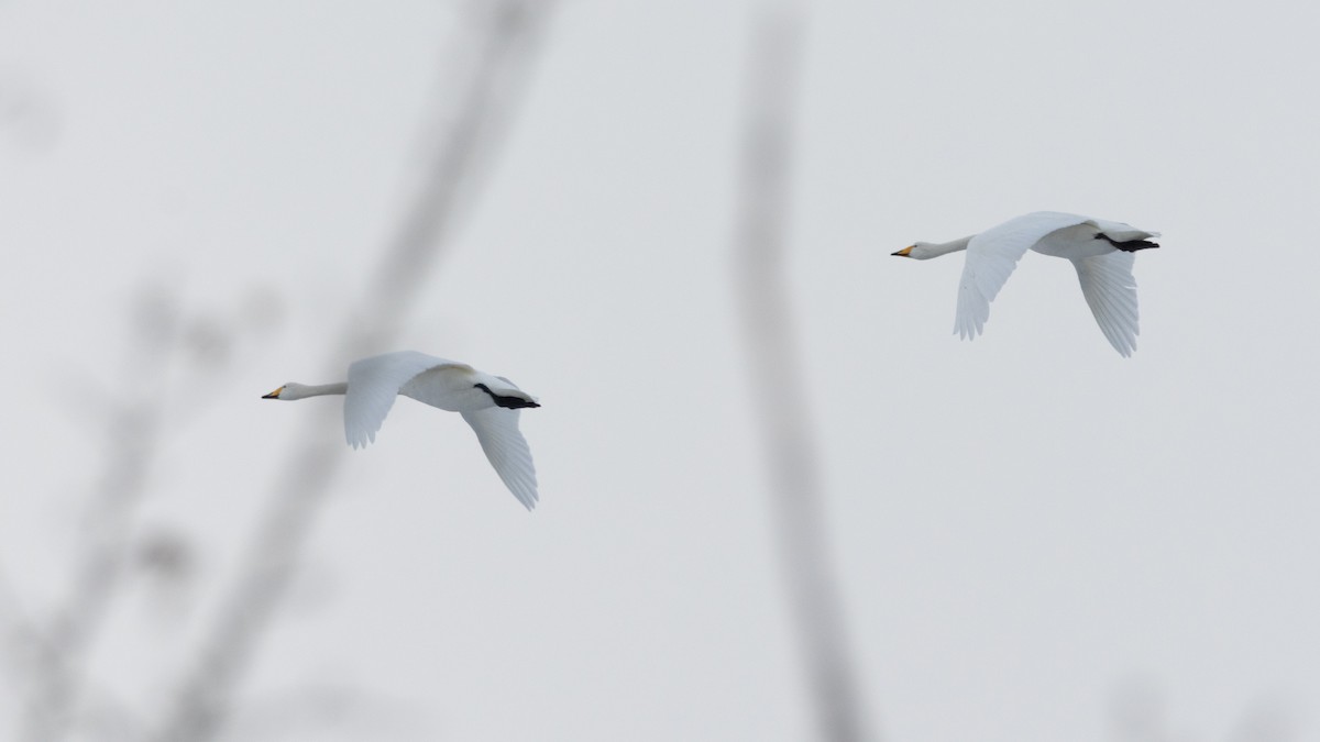 Whooper Swan - ML645591605