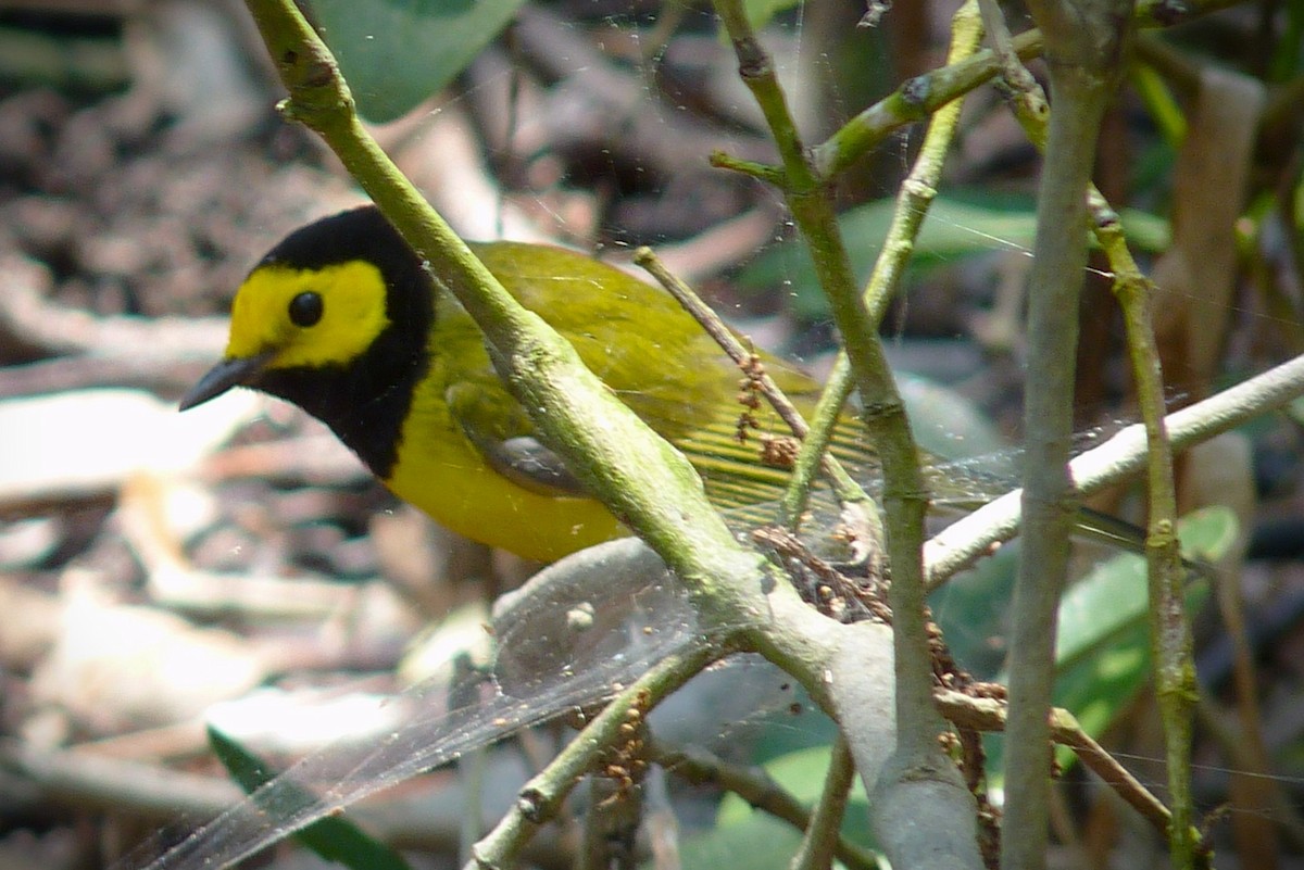 Болотянка чорногорла - ML645591610