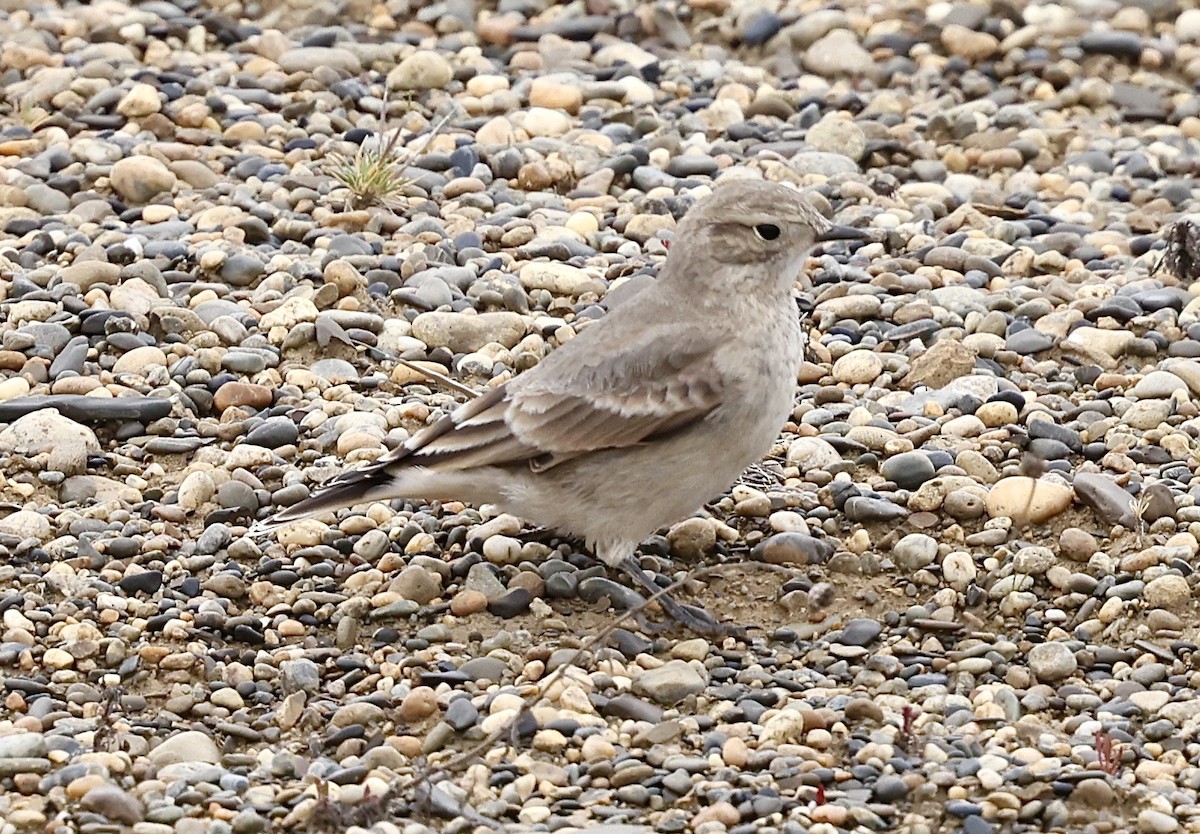 Short-billed Miner - ML645591612