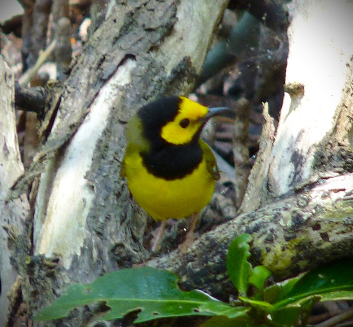 Болотянка чорногорла - ML645591617