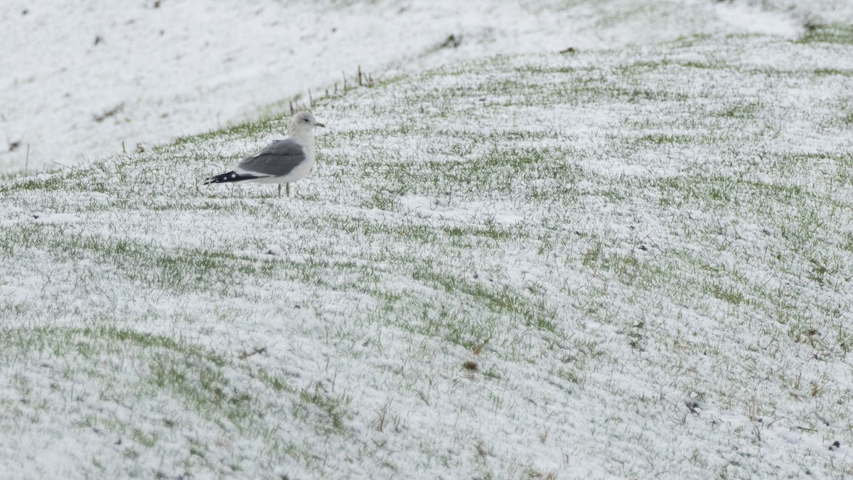 Common Gull - ML645591621