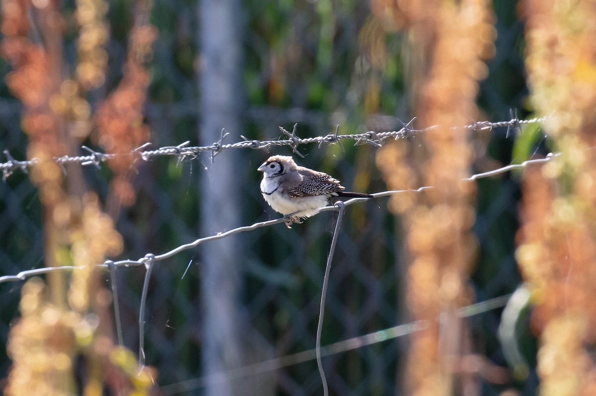 Double-barred Finch - ML645591632