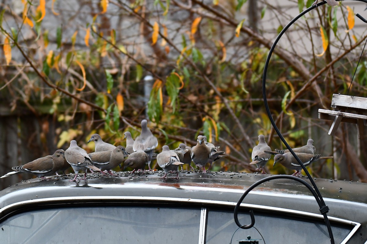 White-winged Dove - ML645591647