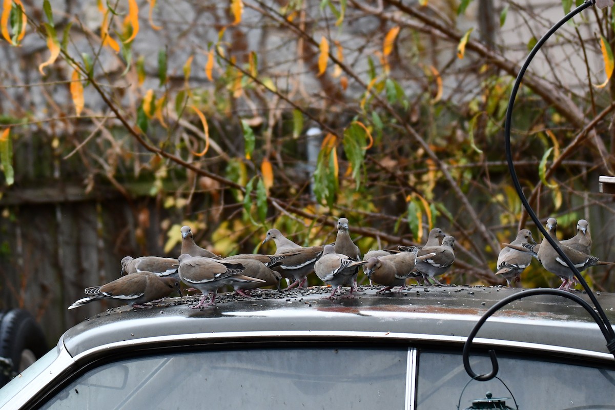White-winged Dove - ML645591648