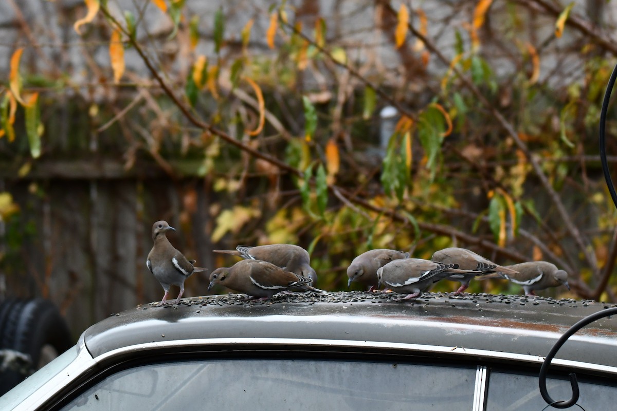 White-winged Dove - ML645591649