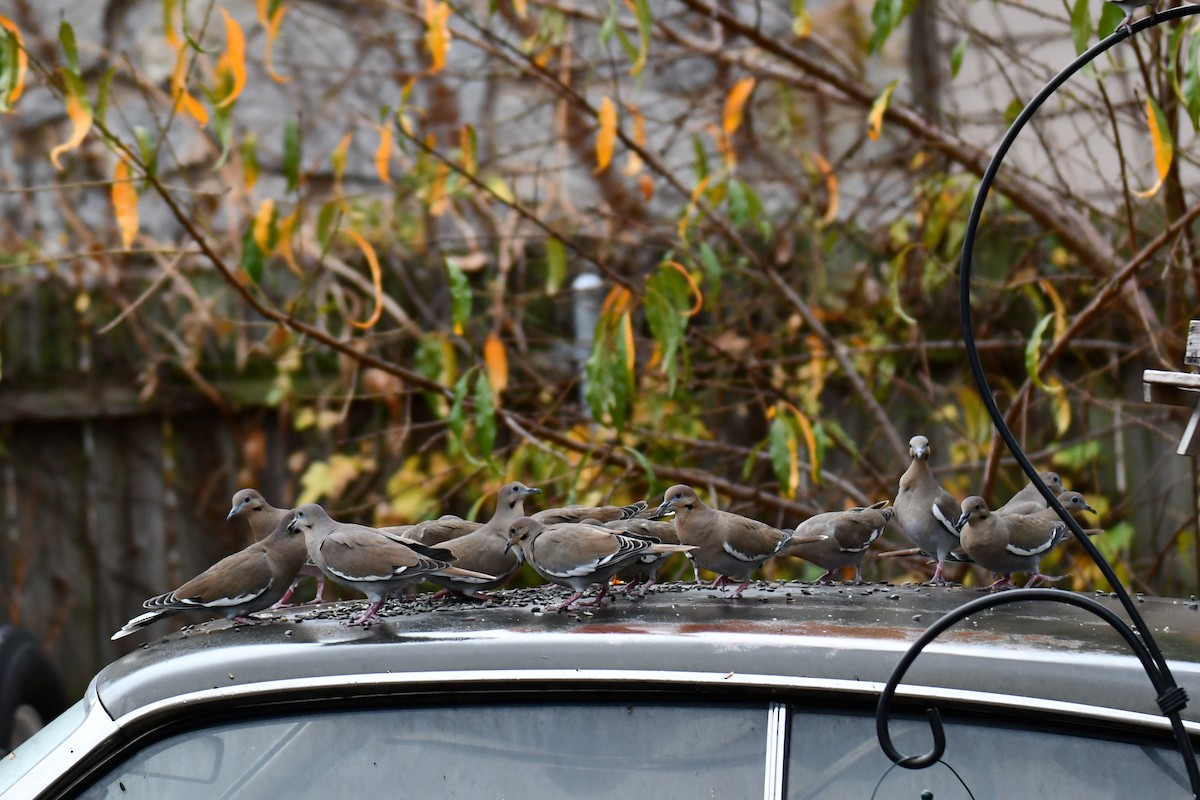 White-winged Dove - ML645591650