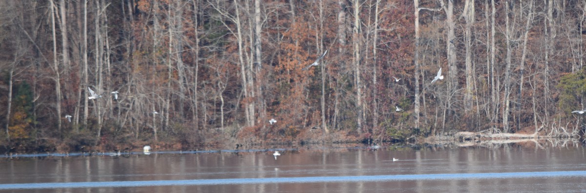 Delawareko kaioa - ML645591653