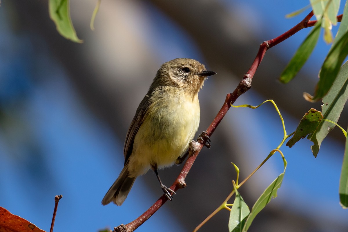 Yellow Thornbill - ML645591654