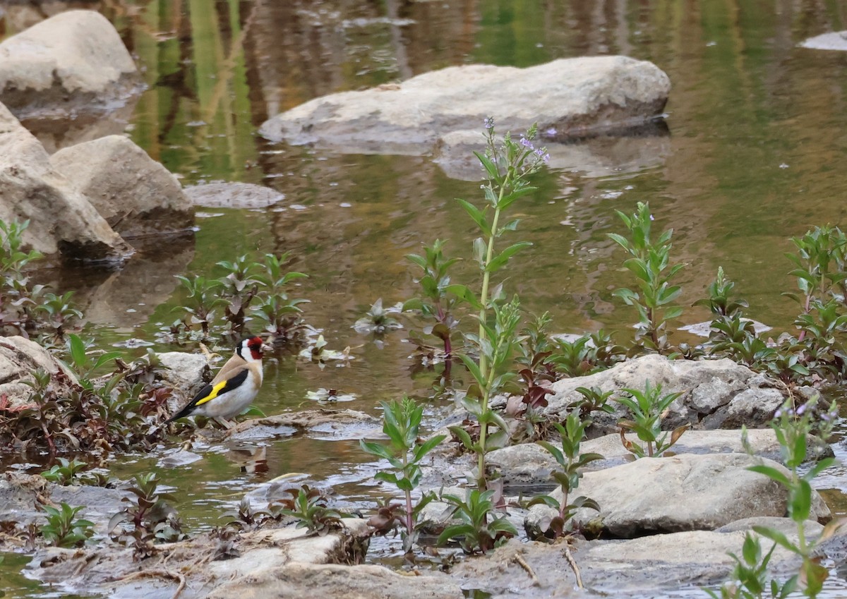 Kardantxiloa - ML645591655