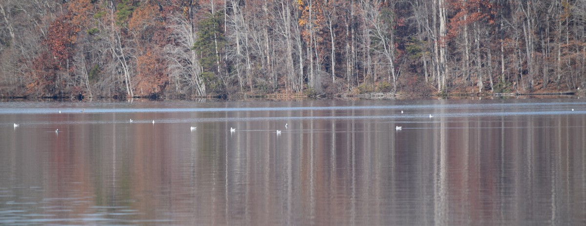 Delawareko kaioa - ML645591656