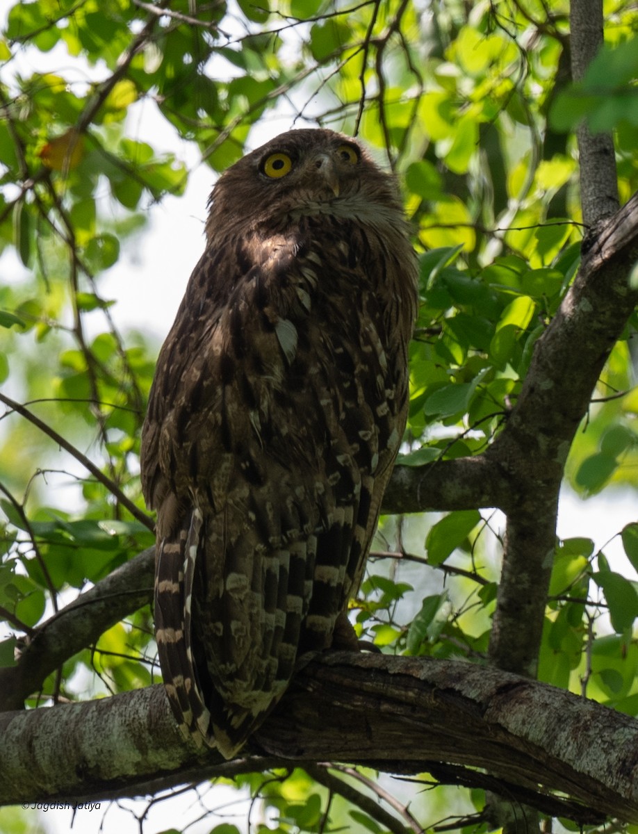 Hontz arrantzale arrea - ML645591657