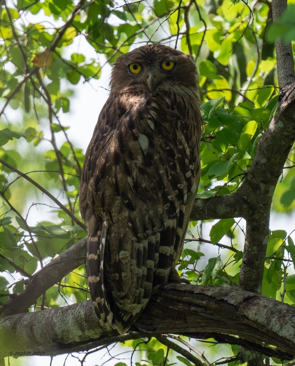 Hontz arrantzale arrea - ML645591658