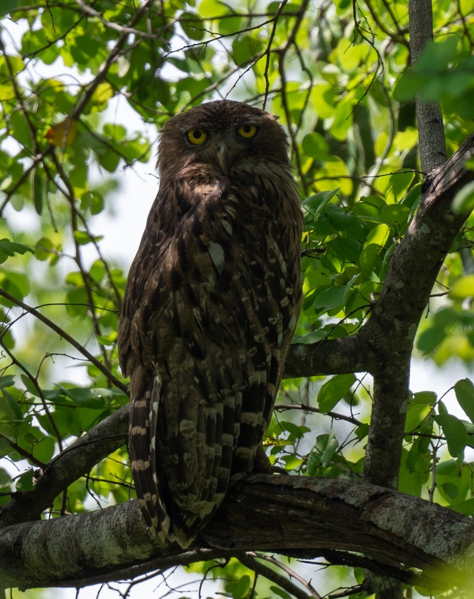 Hontz arrantzale arrea - ML645591659