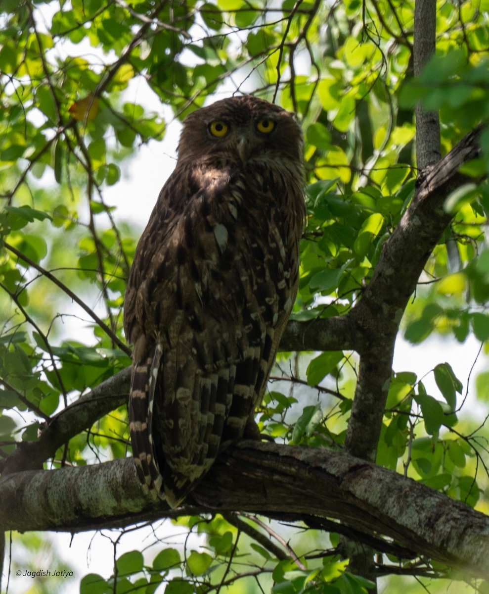 Hontz arrantzale arrea - ML645591660