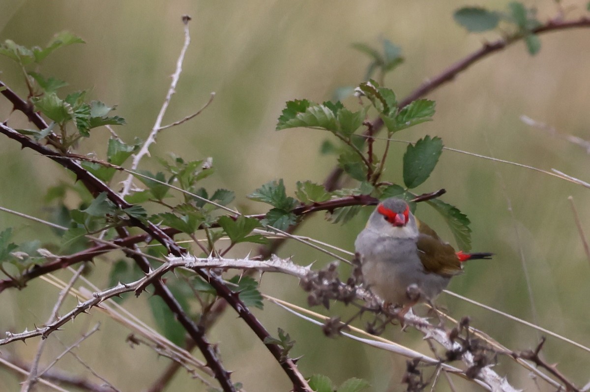 Red-browed Firetail - ML645591662