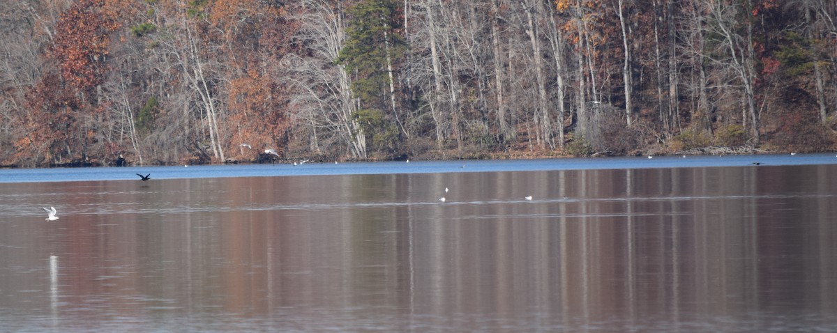 Delawareko kaioa - ML645591664