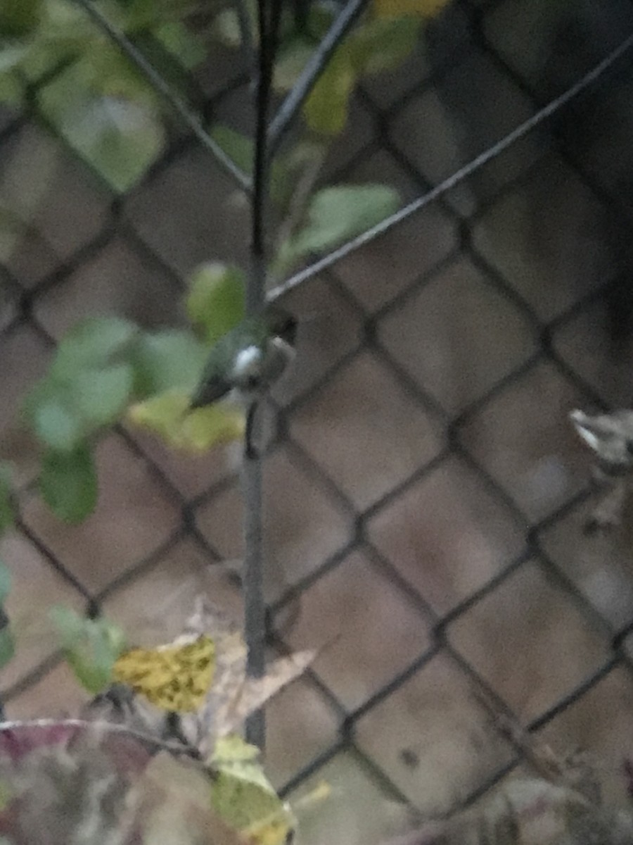 Ruby-throated Hummingbird - ML645591665