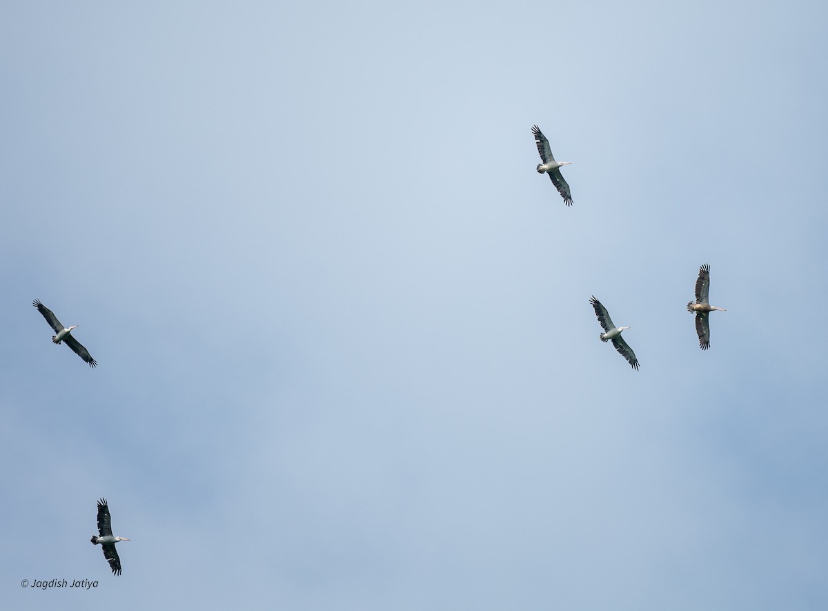 Pelikano tantoduna - ML645591667