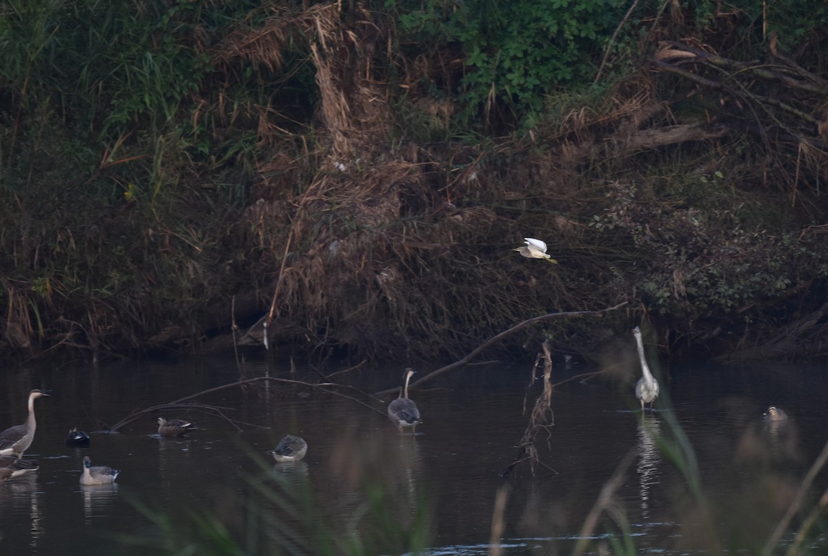 Ánsar Cisnal - ML645591672