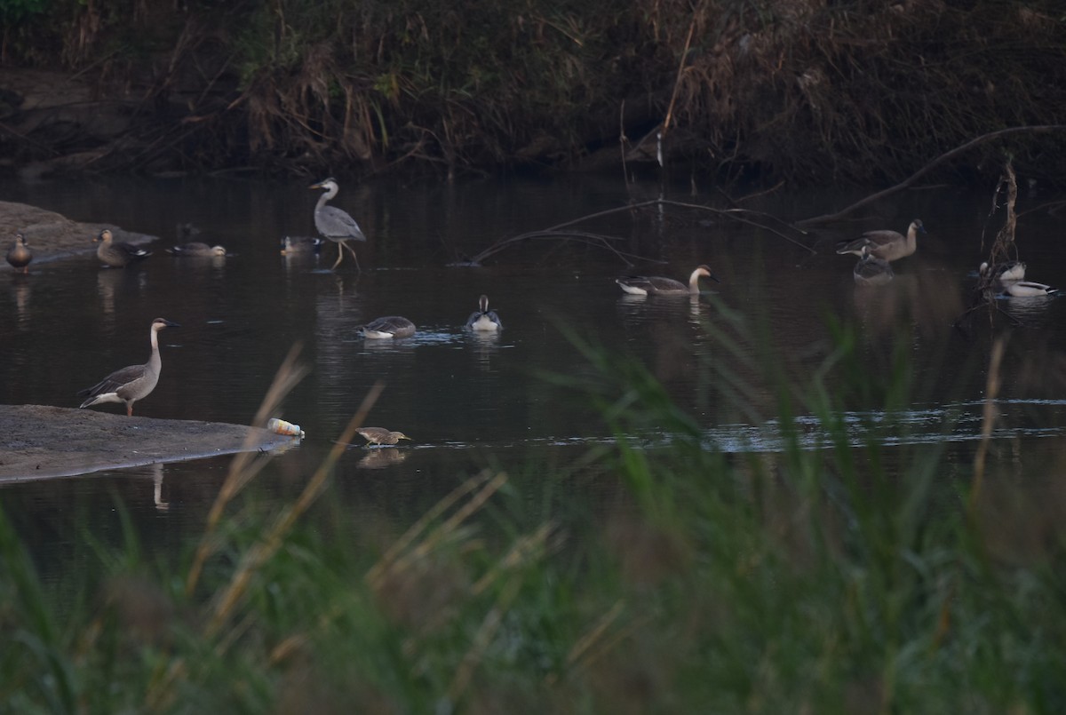 Ánsar Cisnal - ML645591673