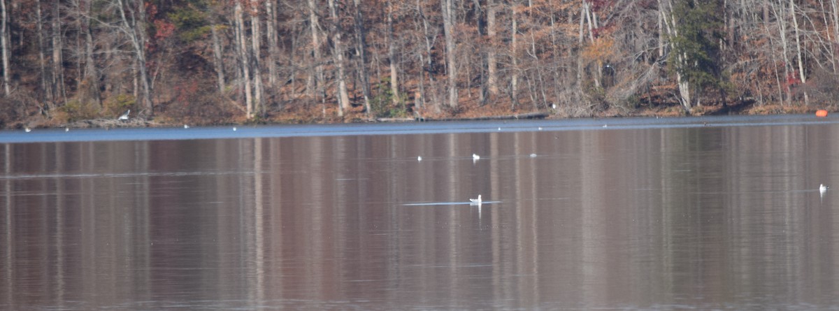 Delawareko kaioa - ML645591674