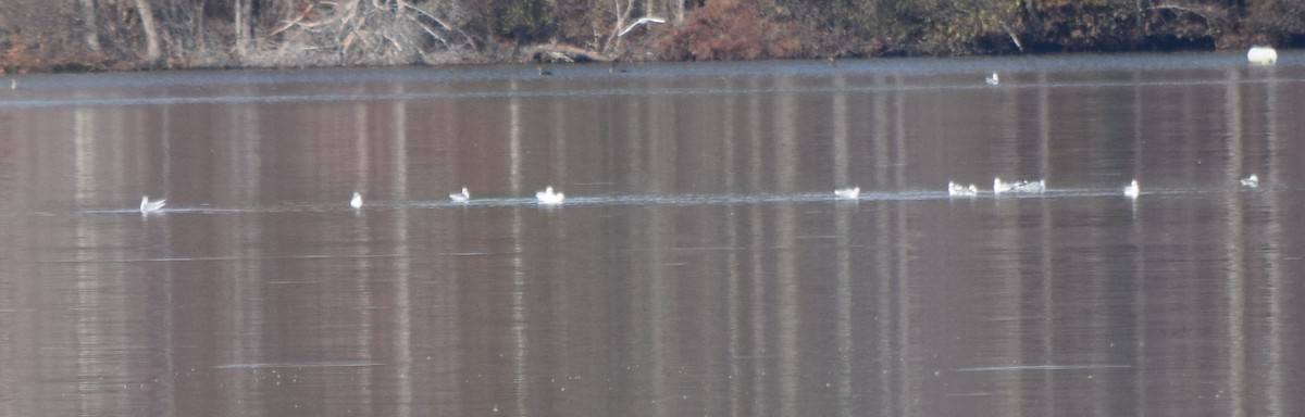 Delawareko kaioa - ML645591675