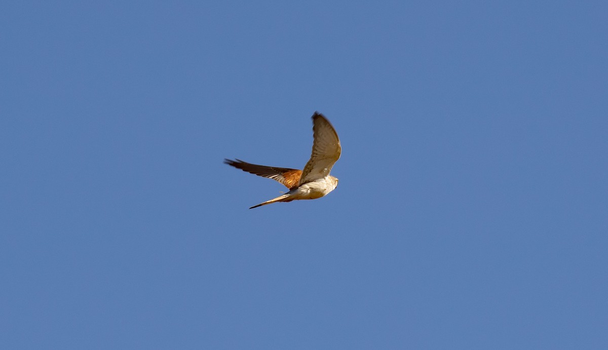 Nankeen Kestrel - ML645591678