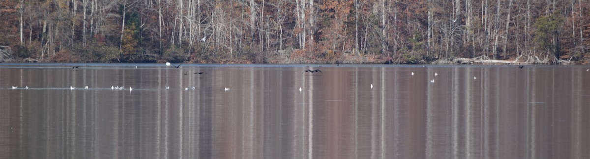 Delawareko kaioa - ML645591680