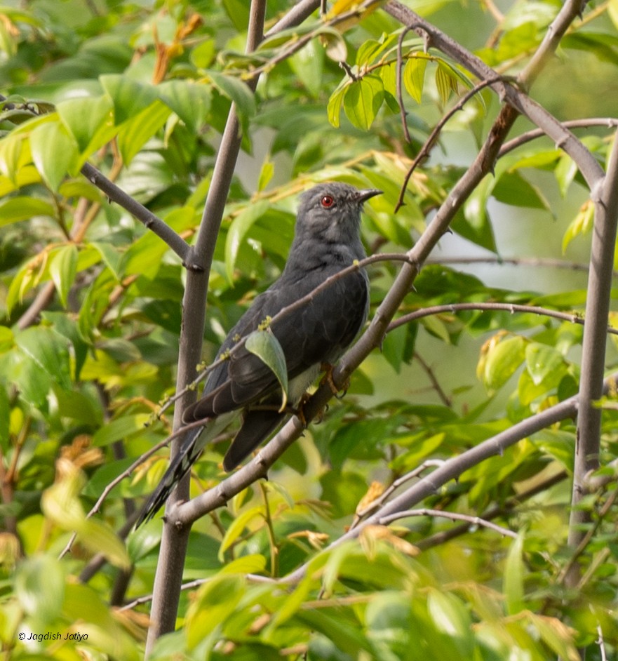 Gray-bellied Cuckoo - ML645591684