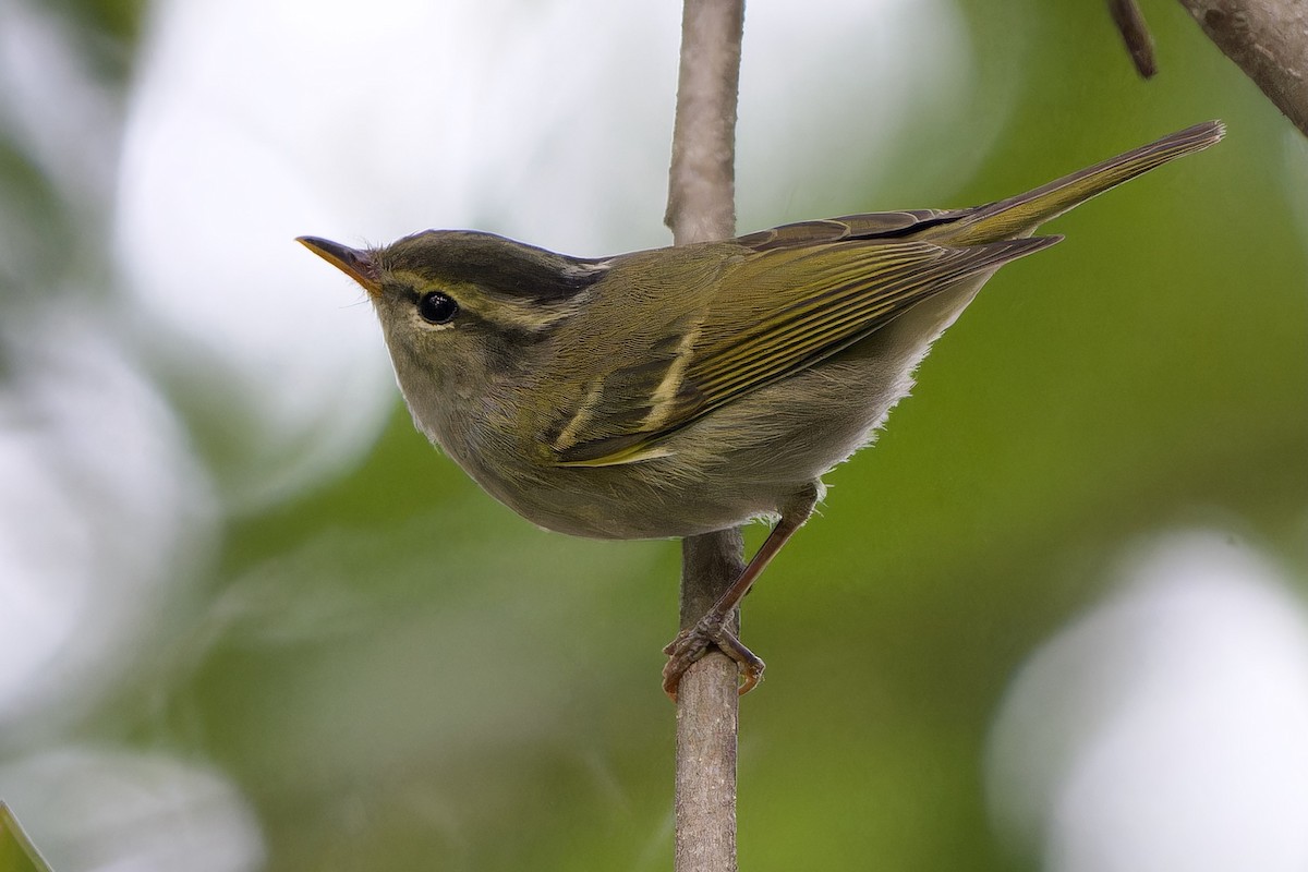 Claudia's Leaf Warbler - ML645591685