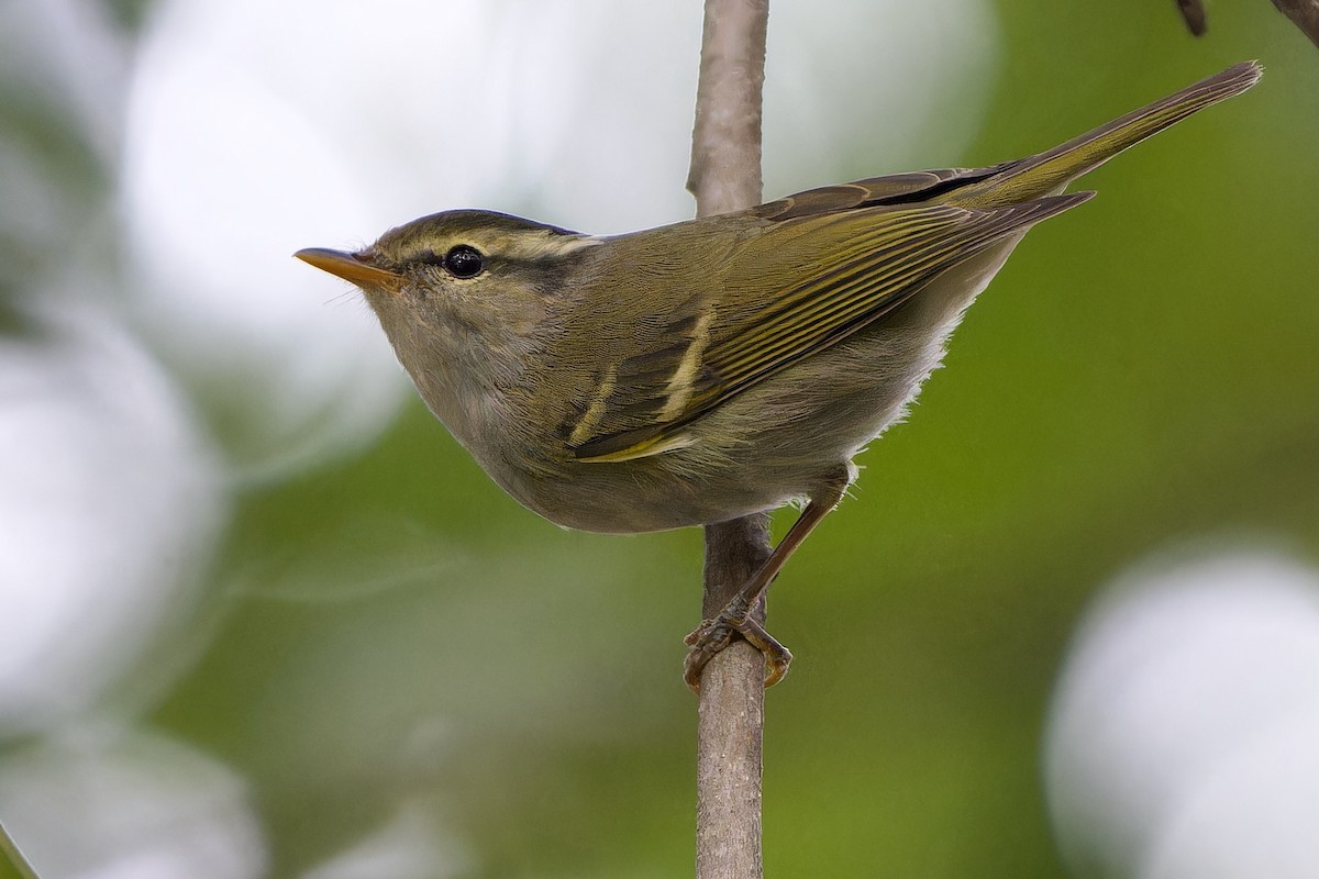 Claudia's Leaf Warbler - ML645591686